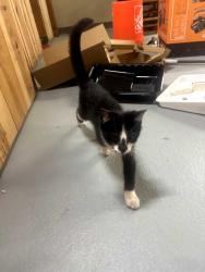 Found/Stray Unknown Cat last seen Banta and whiteland, Bargersville, IN 46106
