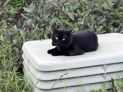 Lost Male Cat last seen Near and airport, Austin, TX 78721
