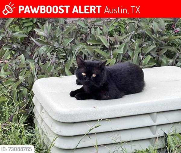 Lost Male Cat last seen Near and airport, Austin, TX 78721