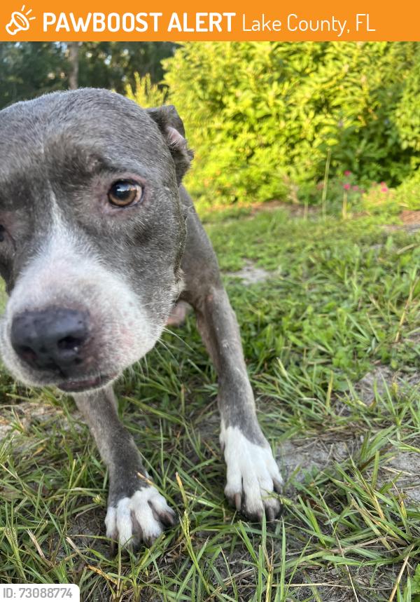 Found/Stray Female Dog last seen Dogwood Way, Lake County, FL 32159
