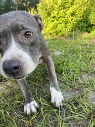 Found/Stray Female Dog last seen Dogwood Way, Lake County, FL 32159