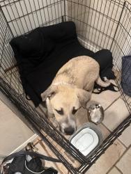 Found/Stray Male Dog last seen N/A, Kyle, TX 78640