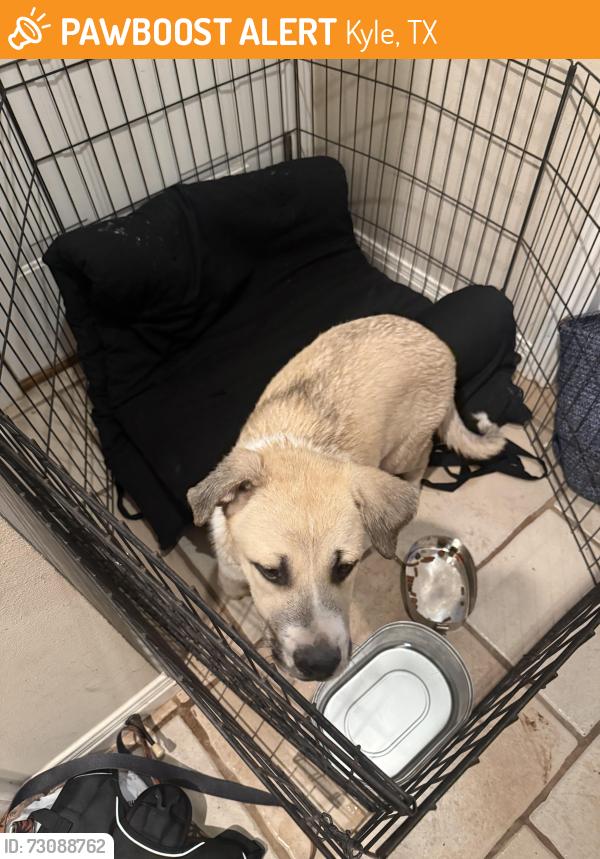 Found/Stray Male Dog last seen N/A, Kyle, TX 78640