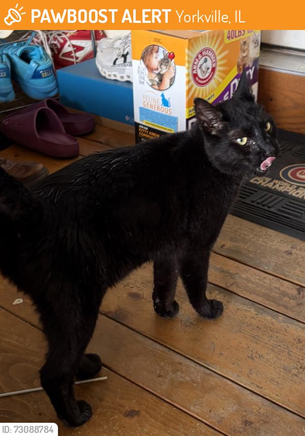Found/Stray Unknown Cat last seen Country hills and Harvest Trail, Yorkville, IL 60560