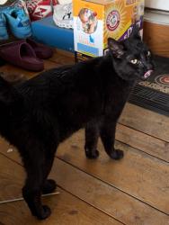 Found/Stray Unknown Cat last seen Country hills and Harvest Trail, Yorkville, IL 60560