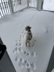 Lost Female Dog last seen Joyce Ave, Columbus, OH 43211
