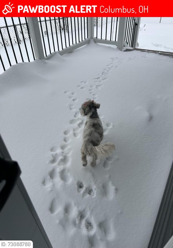 Deceased Female Dog last seen Joyce Ave, Columbus, OH 43211