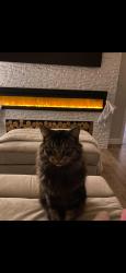 Reunited Male Cat last seen Great Cornard rugby club, Great Cornard, England CO10 0FS