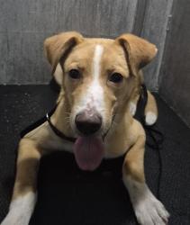 Shelter Stray Male Dog last seen Near BLOCK CASTROVILLE BUILDING 2, 4710 TX-151, San Antonio, TX 78227, USA