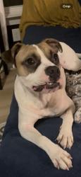 Shelter Stray Male Dog last seen CHARLOTTE, 8315 Byrum Dr, Charlotte, NC 28217, USA
