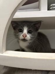 Shelter Stray Male Cat last seen CHARLOTTE, 8315 Byrum Dr, Charlotte, NC 28217, USA