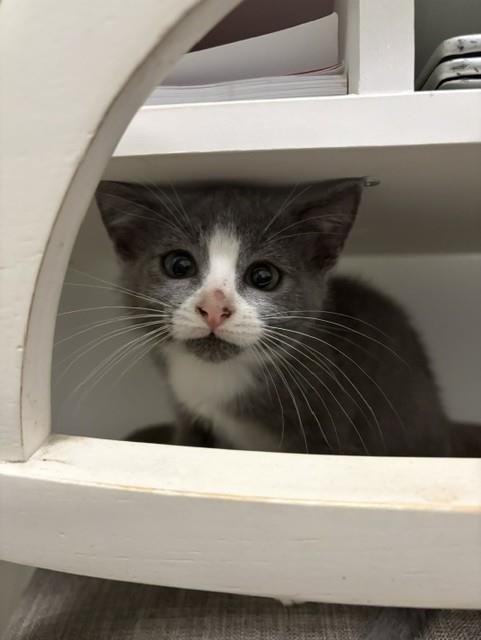 Shelter Stray Male Cat last seen CHARLOTTE, 8315 Byrum Dr, Charlotte, NC 28217, USA