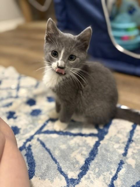 Shelter Stray Female Cat last seen CHARLOTTE, 8315 Byrum Dr, Charlotte, NC 28217, USA
