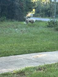Found/Stray Unknown Dog last seen Sorters Rd, Houston, TX 77365