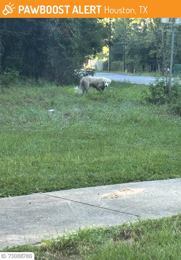 Found/Stray Unknown Dog last seen Sorters Rd, Houston, TX 77365
