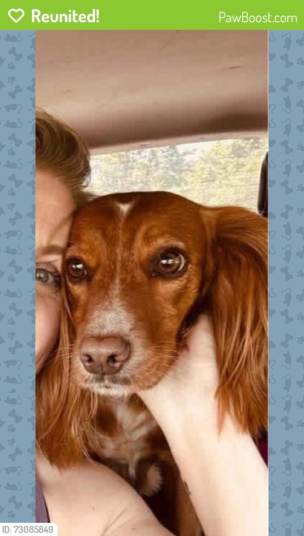 Reunited Female Dog last seen Kellog creek, galts ferry , Acworth, GA 30102