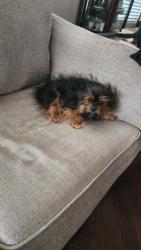 Lost Female Dog last seen Emily Lane and Reserve, Elgin, IL 60124