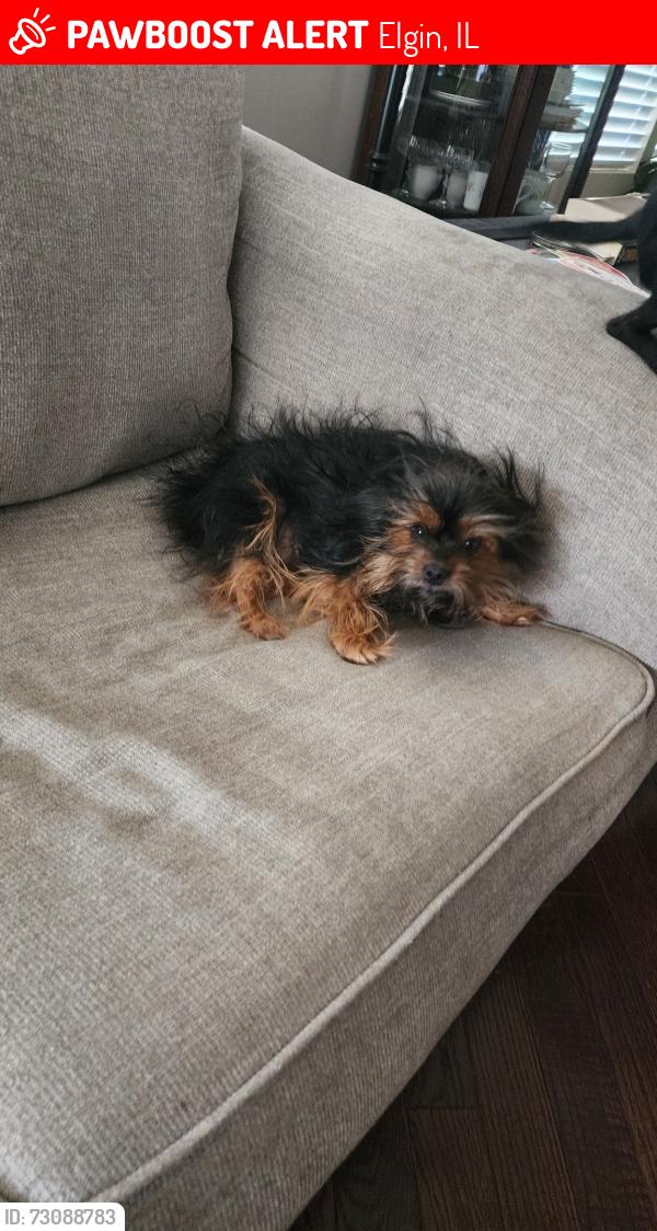 Lost Female Dog last seen Emily Lane and Reserve, Elgin, IL 60124