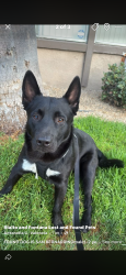 Found/Stray Male Dog last seen KSBD Amazon air warehouse, San Bernardino, CA 92401