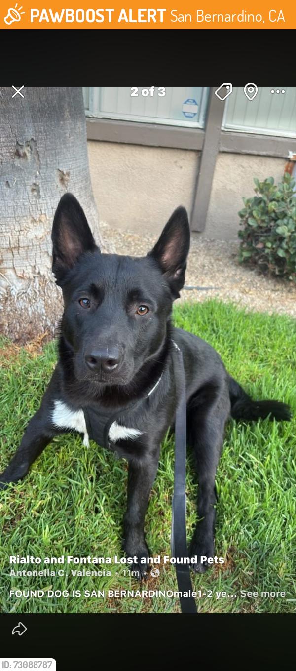 Found/Stray Male Dog last seen KSBD Amazon air warehouse, San Bernardino, CA 92401