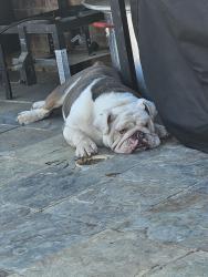 Lost Male Dog last seen 111th street, Lubbock, TX 79423