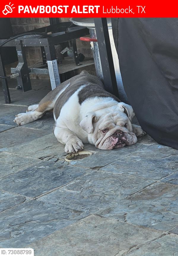 Lost Male Dog last seen 111th street, Lubbock, TX 79423