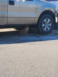 Found/Stray Female Dog last seen Billings, Aurora, CO 80011
