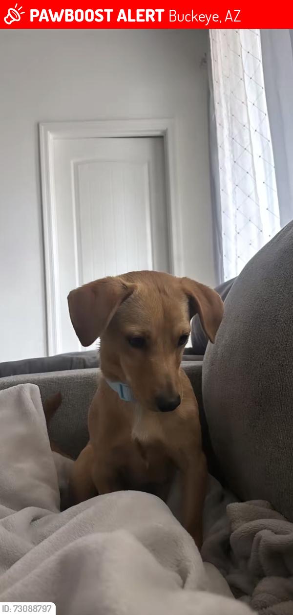 Lost Male Dog last seen Near w Jessica ln, Buckeye, AZ 85326