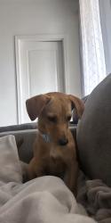 Lost Male Dog last seen Near w Jessica ln, Buckeye, AZ 85326