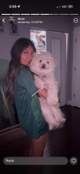 Reunited Male Dog last seen Near lower ferry rd, Ewing Township, NJ 08618