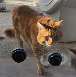 Found/Stray Male Cat last seen Seeley Dr, La Quinta, CA 92253