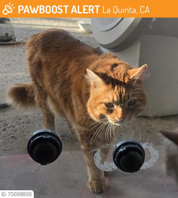 Found/Stray Male Cat last seen Seeley Dr, La Quinta, CA 92253