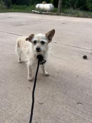 Found/Stray Male Dog last seen Main Street, Los Lunas, NM 87031