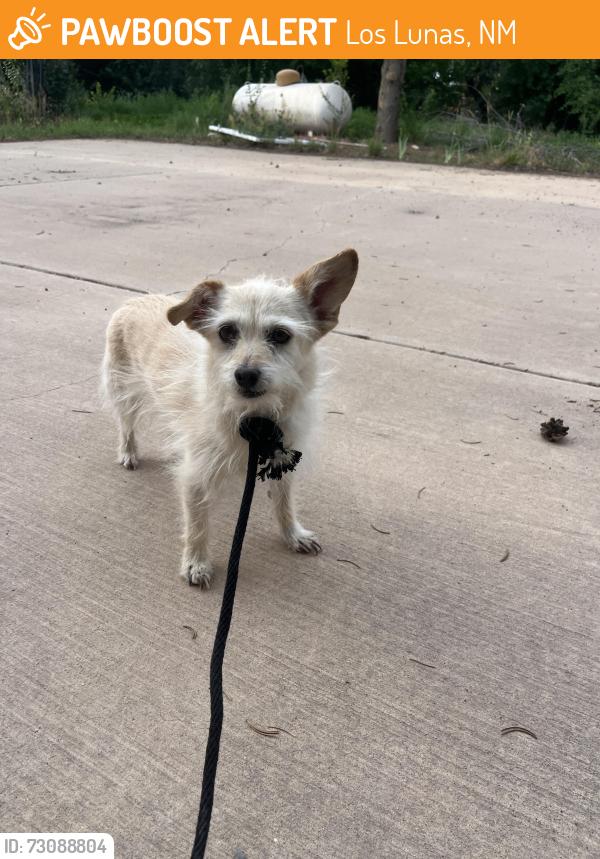 Found/Stray Male Dog last seen Main Street, Los Lunas, NM 87031