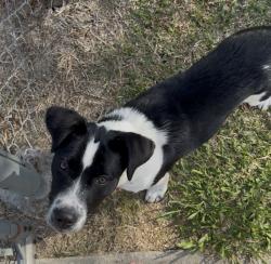 Reunited Female Dog last seen Railroad st , Youngsville, LA 70592