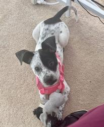 Reunited Female Dog last seen Blowing Wind Dr NW and Blowing Wind Court, Acworth, GA 30101