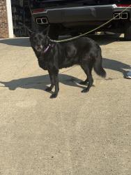 Found/Stray Female Dog last seen Old Mill Rd, High Point, NC 27265