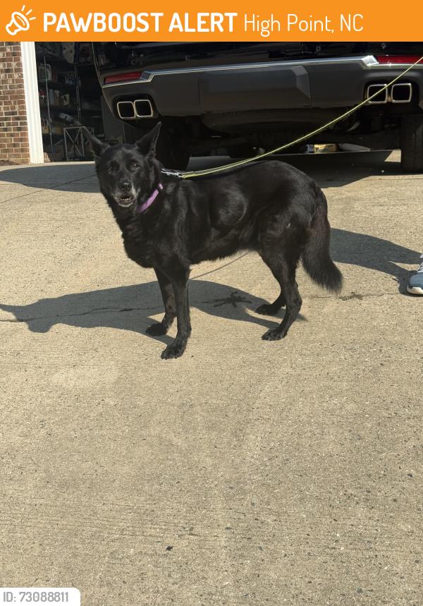 Found/Stray Female Dog last seen Old Mill Rd, High Point, NC 27265