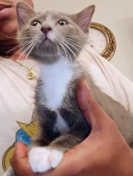Found/Stray Unknown Cat last seen Spruce, Broken Arrow, OK 74012