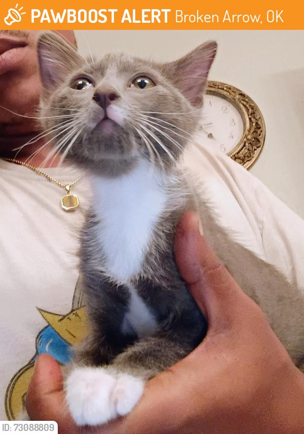 Found/Stray Unknown Cat last seen Spruce, Broken Arrow, OK 74012