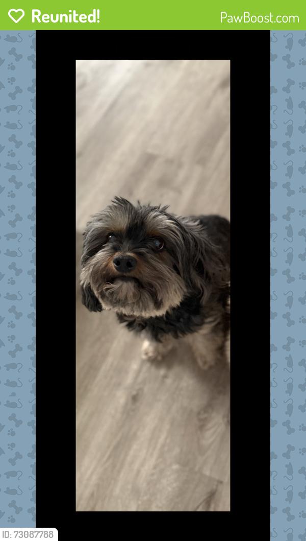 Reunited Female Dog last seen Ridgedale Road and Pepper Street, Monroe, CT 06468