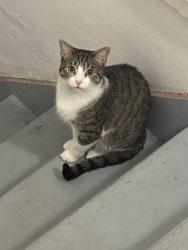 Reunited Male Cat last seen Lindbergh Ave, Menands, NY 12204