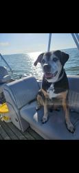 Reunited Male Dog last seen Dunklin street , Citrus County, FL 34433