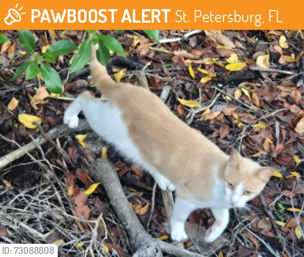 Found/Stray Male Cat last seen 54th Ave. S. And dolphins cay lane s. , St. Petersburg, FL 33711