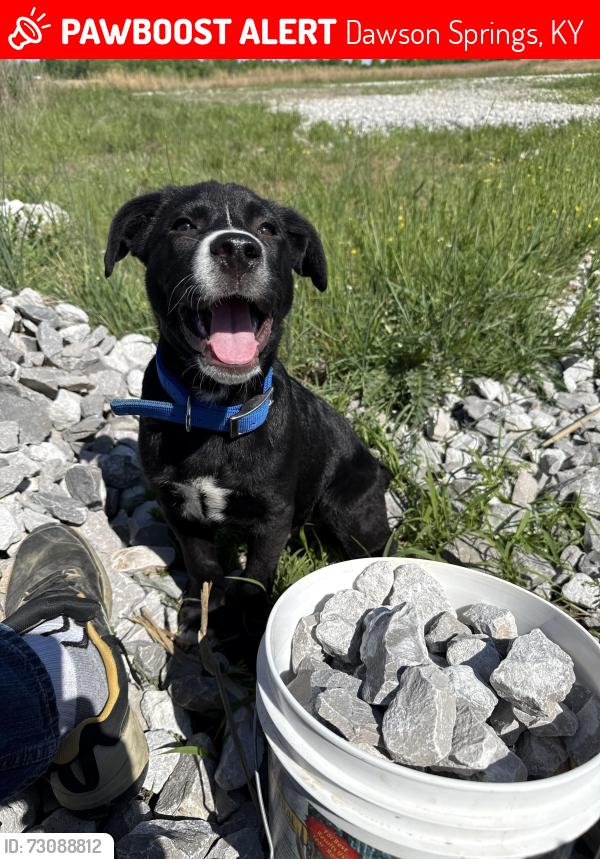 Lost Male Dog last seen Daylight and Illsley, Dawson Springs, KY 42408