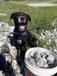 Lost Male Dog last seen Daylight and Illsley, Dawson Springs, KY 42408