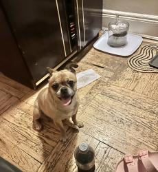 Reunited Female Dog last seen 95-01 41st ave, Queens, NY 11373