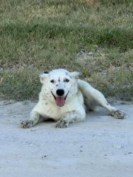 Found/Stray Female Dog last seen On Woodard Avenue west of Cleburne near Bono, Cleburne, TX 76033