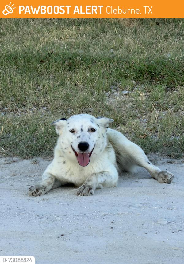 Found/Stray Female Dog last seen On Woodard Avenue west of Cleburne near Bono, Cleburne, TX 76033