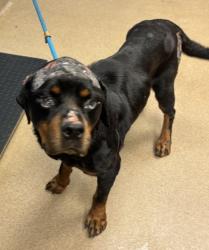 Shelter Stray Female Dog last seen Near GILES ROAD Lithonia, 30058, 30058, GA, 3280 Chamblee Dunwoody Rd, Chamblee, GA 30341, USA